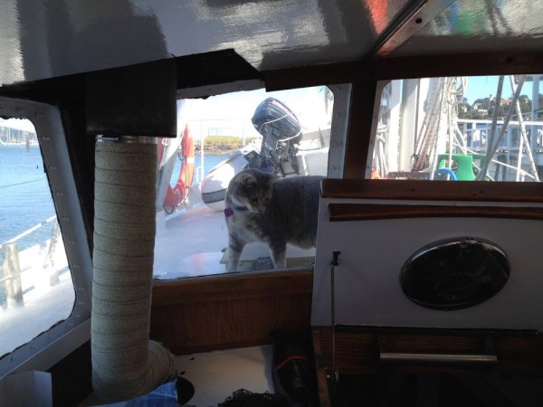 The dock cat from the Sausalito Cruising Club visits our friends on Ta Tau