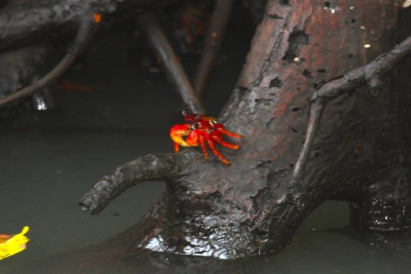 Up the mangrove swamp behind Tenacatita there are lots of tree climbing crabs