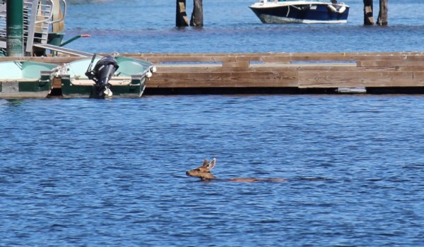 Swimming deer in Gorge Harbour, Cortes I