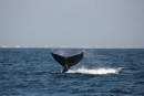 Whale in Banderas Bay