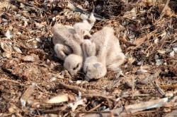Baby Osprey