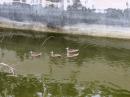 Ducks in abandoned swimming pool