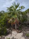 Palm  tree on Highborn Cay
