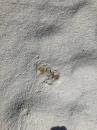 Crab hiding in sand.: Monument beach