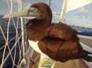 Our brown booby hitchhiker