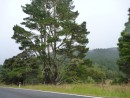 One of the millions of cool trees by the roadside.