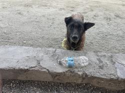 This dog wanted me to play catch with this featherweight bottle.: Which I did, for 10 minutes, and the only way to end the game was to throw the bottle in the trash!