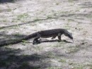 This monitor lizard was about 6