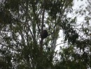 SLeeping koala in a tree near a campgound in Mt. Glorious.