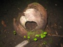 Niue: Old coconut turns into little Hobbit Hole.