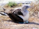 A blue footed boobie and her eggs. Note the difference in the markings between the brown boobies and the blue.