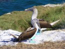 A pair of blue footed boobies on the top of the island.