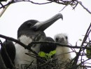 Parent and baby frigate in a tree nest.