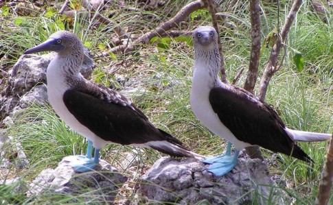 This was the first pair of blue footed boobies we encounted, alone in the woods. They were tagged and let us get very close.