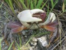 This Coconut Crab was ready to bite the camera ...