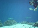 Hi Mom!! Greg waves at the camera as a black tip shark swims beyond
