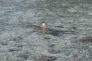 White tip shark swims in shallow water in front of the dive shop
