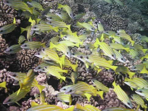 Reef fish in Fakarava