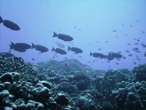 Reef fish, Fakarava