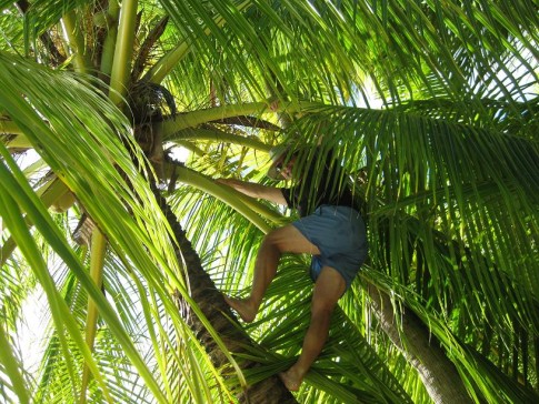 Allan snags a fresh coconut