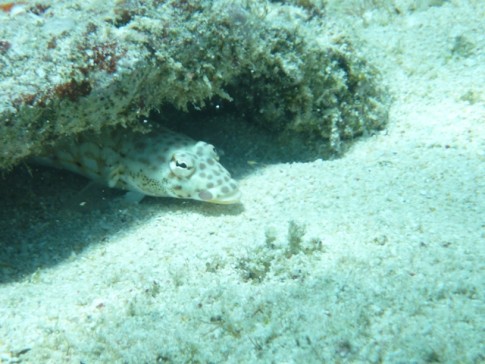 A large sandperch hiding beneath a rock.