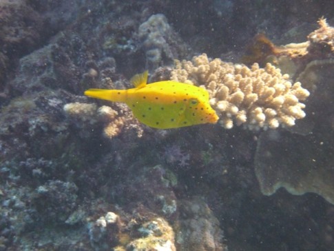 Yellow spotted boxfish.