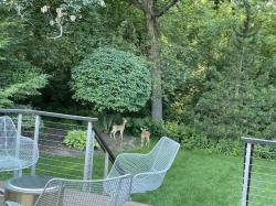 Deer in the Yard