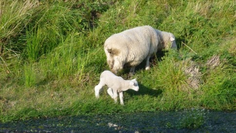 Mama sheep and her lamb having a bit of supper by our campsite in Blenheim.
