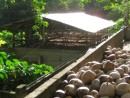 Fatu Hiva: Copra (coconut) drying shed