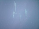 Tahuata: Dolphins swim beneath us