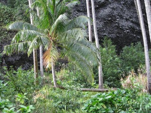 Fatu Hiva: The embodiment of positive thinking -- this palm tree resurrected itself after a knockdown