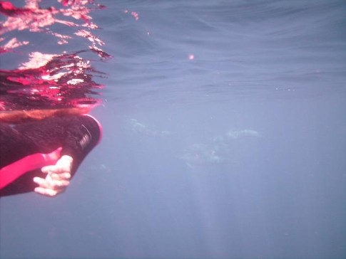 Tahuata: Alison swims with dolphins in Hapatoni!