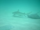 The black tip reef shark is about 5 feet long, the ray is almost 4 feet across.