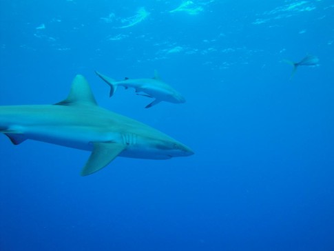 Lemon shark and black-tipped shark