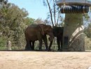 Elephant SD Zoo