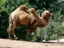 Camel SD Zoo
