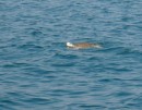 Sea Turtle Barra to Manzanillo