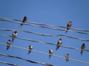 Barn swallows Manzanilla Mar 2014