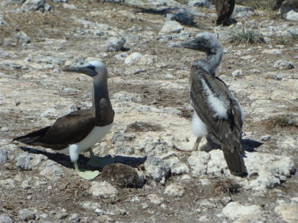 Adult male and juvenile brown boobies Isla Isabel Apr 2014