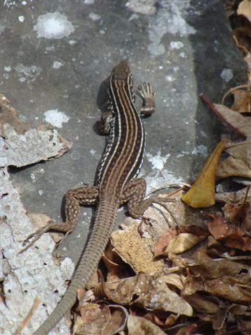 A striped lizard Isla Isabel Apr 2014