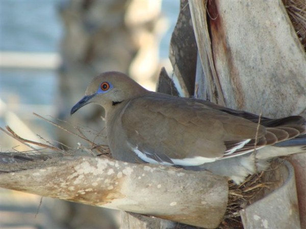 Whitewinged dove on nest Mazatlan  May 2014