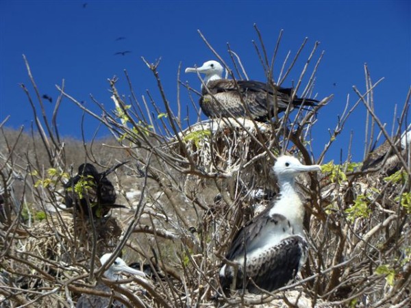 Juvenile frigatebirds Isla Isabel Apr 2014