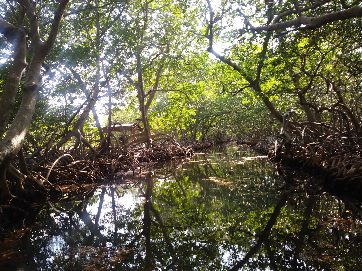 Mangrove lined canal