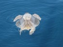 turtle: Have seen hundreds while underway.  My favorite part is when they lift their head out of the water for a breath.