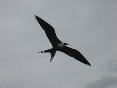 My favorite sea bird, the Frigate.  They
