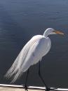 Egrets- I’ve had a few, but then again, too few to mention