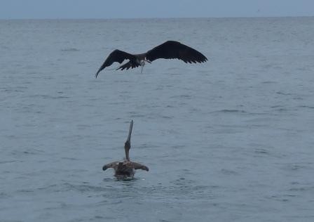 kleptoparasiet (fregatvogel) pest pelikaan