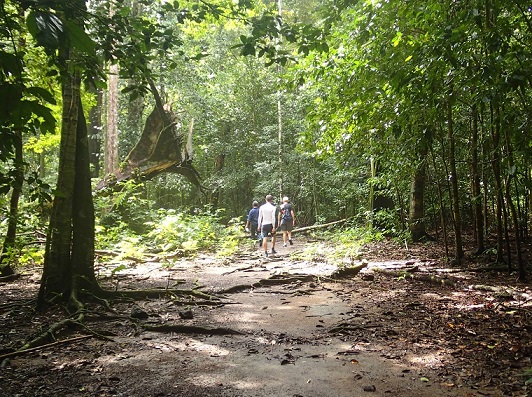 wandeling door het regenwoud