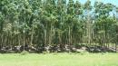 Eucalyptus plantages