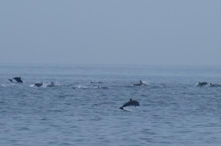 vrolijke dolfijnen